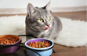 Kedi Mamasi Yenir Mi Cocugum Kedi Mamasi Yedi Bir Sey Olur Mu Kizlarsoruyor