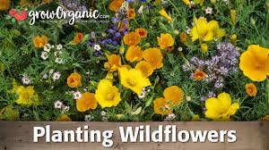 It contains an herbal mixture of strawberries, apples, hibiscus flowers, and rose hips. How To Plant And Grow Organic Wild Flowers Youtube