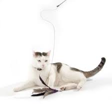 Buy da bird cat n around wand cat toy at walmart.com. Cat Dangler Pole Bird Zooplus Co Uk