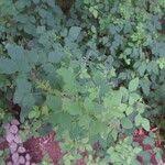 Image result for Desmodium ospriostreblum