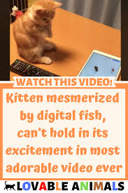 Cats Kittens Cat Catlover Catcare Mesmerized Digital Fish Hold Excitement Adorable Video Cute Pets Babycat Animal Cu Baby Cats Kitten Cat Care