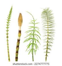 Image result for Equisetaceae