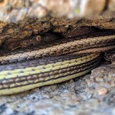 Snake Advocate Asp On Instagram Who S That Hiding Behind A Large Striped Whipsnake Educationisconservation Lovesnakes Coluber Snake Asps Advocate