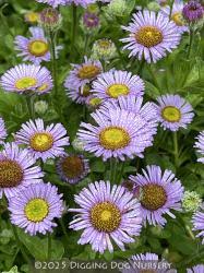 Image result for Erigeron steudelii