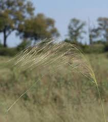 Image result for Aristida