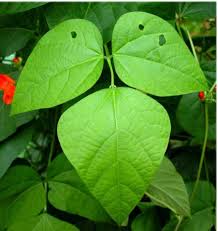 Image result for Phaseolus