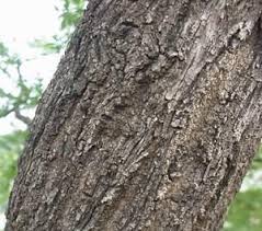 Image result for Terminalia phanerophlebia