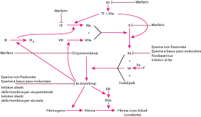 Emostasi primaria e emostasi secondaria. Panoramica Sull Emostasi Ematologia E Oncologia Manuali Msd Edizione Professionisti