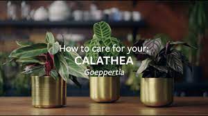 How To Care For Your Calathea Grow At Home Rhs Calathea Rhs Gardening Advice