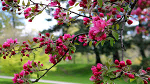 Maybe you would like to learn more about one of these? Shrub Blooming Calendar For Spring Summer Winter Fall Flowers All Year