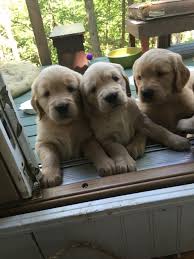 Get in touch using the information below! 25 Champion Line Goldens Of Vermont Ideas Golden Retriever Puppies Retriever