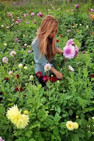 Flowers will be picked using our containers. Free Photo Pick Flowers Activity Field Flower Free Download Jooinn