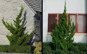Hollywood Juniper Is An Interesting Coniferous Evergreen Shrub Or Small Tree That Grows In An Upright Twis Evergreen Shrubs Farmhouse Landscaping Garden Online