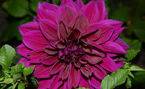Maybe you would like to learn more about one of these? Shop Dinnerplate Dahlia Thomas Edison And Other Seeds At Harvesting History
