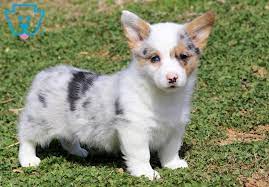 Honey Pembroke Welsh Corgi Puppy For Sale Keystone Puppies Welsh Corgi Puppies Corgi Puppies For Sale Corgi Puppy