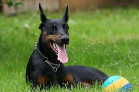 It all started in the year 2014, when we got first got our male and female with our breeders, their pets and pups are their main focus and priority. Doberman Pinscher Puppies For Sale From Reputable Dog Breeders