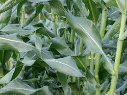Image result for Zea mays