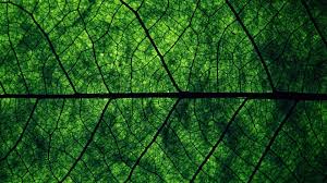 Dark Green Wallpaper 78 Pictures So someone on this sub asked for mood aesthetics.