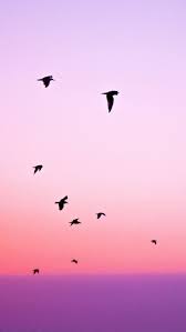 25 Gorgeous Iphone 7 7 Plus Wallpapers Preppy Wallpapers Sunset Iphone Wallpaper Iphone Wallpaper Preppy Pink Wallpaper Iphone
