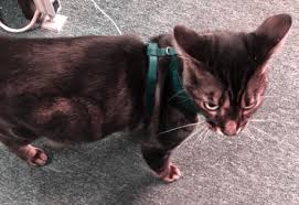 Get the best deals among 76 hawaiian gardens hotels. Lost Pets The Batavian