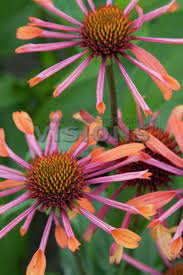 Hybrid Coneflower Orange Spider Echinacea X Hybrida Flowers Echinaceas Coneflower Rudbeckia Plants Colorful Garden Sun Perennials
