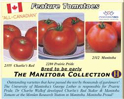 This product is ready to ship. Manitoba Tomato Collection 3 Pkgs T T Seeds
