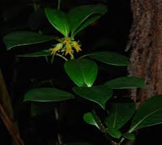 Image result for Loganiaceae