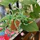 Beaded Plants craft workshop in Montgomery County, Md.