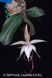 Image result for Aerangis