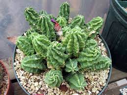 Types of indoor cactus plants. Growing Non Hardy Cacti In Cold Climates On Line Guide To The Positive Identification Of Members Of The Cactus Family