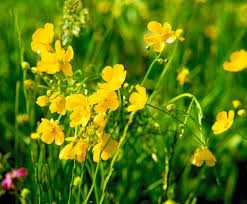The yellow in the hedges and fields around here is gorse, nice to look at from a distance and has been know to be brewed as saginaw, michigan. 15 Plants That Are Banned From Being Planted In Some Parts The U S
