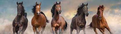 images?q=tbn:ANd9GcQWcbWaamHqiqQDiEmstRq3q1Vo4J6nxUgE_zqPkECwFFvrxtOgYFquNM1_H_lcvFAklQ&usqp=CAU
