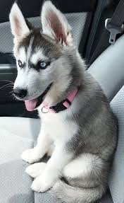 What To Do When Your Dog Has Allergies Drug Free Relief Cute Husky Puppies Dogs Cute Dogs And Puppies