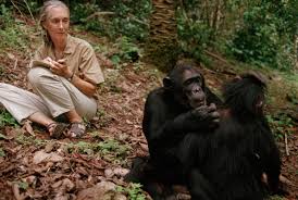 As the 60th anniversary of her arrival to the chimpanzee kingdom in gombe approaches, dr. Jane Review Variety