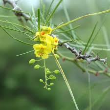 Image result for Parkinsonia africana