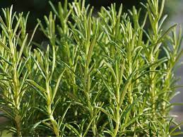 When planting rosemary plants, you need to consider the type of soil as it's important to have good drainage. Rosemary Growing Care And Harvest Of Rosemary