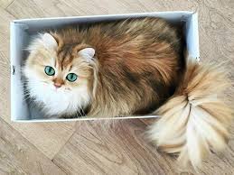 What is chester the cat watching? The 25 Cutest Cats You Can Follow Online
