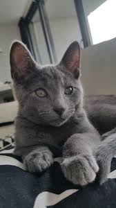 One calendar leap year has 366 days, when february has 29 days Boris Vashka 13 Weeks Russian Blue Cats Animals