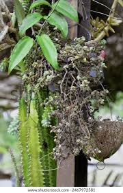 Image result for Crassula expansa