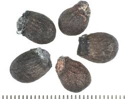 Image result for Rhaphiostylis beninensis