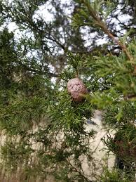 We did not find results for: Need Growths On Cedar Tree Branches Identified 449627 Ask Extension