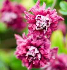 Image result for Clematis pulchra