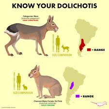 Image result for Dolichos junodii