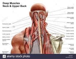 Neck muscle anatomy ultrasound 12 photos of the neck muscle anatomy ultrasound , human muscles Human Anatomy Showing Deep Muscles In The Neck And Upper Back Description From Gettyimages Com I S Neck Muscle Anatomy Muscle Anatomy Shoulder Muscle Anatomy