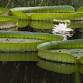 Guided Walks at Kanapaha Botanical Gardens