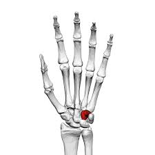 It resides at the level of the third cervical vertebra, attaching indirectly, by means of tendons to muscles of the tongue, the floor of the mouth and. Hamate Bone Wikipedia