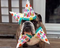 I can assure that he/she would love it and by doing. Dog Funny Birthday Quotes Quotesgram