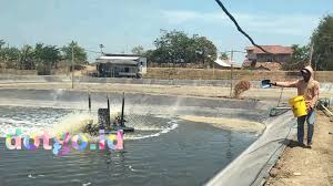 Budidaya Udang Vaname Di Daerah Aliran Sungai Ciasem Desa Muara Blanakan Subang Dotgo Id