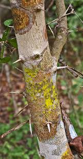 Image result for Citropsis