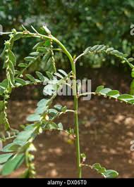 Image result for Phyllanthus fraternus